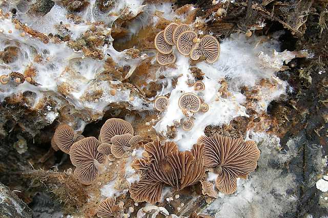 Melanotus horizontalis   (Bull.)    P.D. Orton